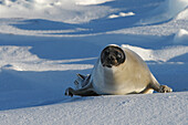 Harp Seal (Phoca groenlandica), adult female. Magdalen Islands, Quebec, Canada