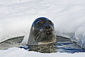 Harp Seal (Phoca groenlandica), adult female. Magdalen Islands, Quebec, Canada