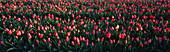 Tulips, Netherlands