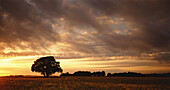 Tree in rape field at sunset, Dorset, UK