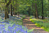 Path in bluebell wood, Gloucestershire, UK