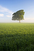 Spring tree in field, Gloucestershire, UK