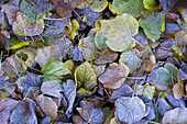 Frost on autumnal leaves