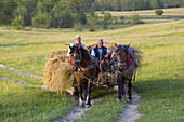 Cart with hay, Maramures, Romania