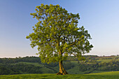 Spring tree & valley, Wotton Under Edge, Gloucestershire, UK