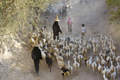 Goat herder. Al Wadi Dawan nr Wadi Hadhramawt, Yemen
