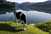 Cow eating by the Lake