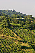 Vineyards on the slopes of the Wienerwald at Grinzing, looking towards Leopoldsberg, Vienna