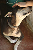 Assagao Goa, India, recovering dog at the International Animal Rescue kennel