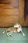 Assagao Goa, India, a crippled dog at the International Animal Rescue center