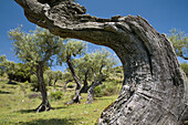 Olive trees in the Natural Park of Arribes del Duero, Vilvestre, Salamanca, Castilla y Leon, Spain, Europe.