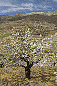 Cherry Blossoms, Spring Valley Jerte, Tornavacas, Caceres, Extremadura, Spain, Europe.