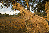 Olive trees in the Natural Park of Arribes del Duero, Salamanca, Castilla y Leon, Spain, Europe.