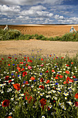 Landscape with flowers in the spring  Road and farmland  Rain-fed crop and cereal  Carrascal of Barregas, province of Salamanca, Castilla y Leon  Spain