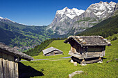 Landscape at the base of the mountain of Eiger  Grindelwald, Alpiglen  Kleine Scheidegg  Grassland and cabins farm  Berneses Alps  Switzerland