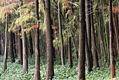 Pine trees taken at Shenzhen, China.
