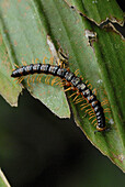 Millipede about 4 inches in length