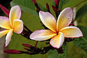 Tropical flowers-frangipani