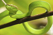 Green Viper