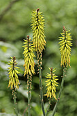 Aloe stiratula-tropical plants