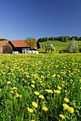 Löwenzahnwiese mit Bauernhof im Hintergrund, Allgäu, Bayern, Deutschland