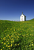 Chapel in meadow with dandelion, Allgaeu, Bavaria, Germany