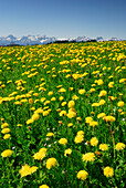 Meadow with dandelion with Allgaeu Alps in background, Allgaeu, Swabia, Bavaria, Germany
