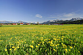 Meadow with dandelion with view to Speiden, Allgaeu, Bavaria, Germany