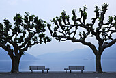 Two benches under big sycamore trees with view towards lake Maggiore, Ascona, lake Maggiore, Lago Maggiore, Ticino, Switzerland