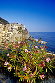 Blühender Oleander unter blauem Himmel, Blick auf Manarola, Cinque Terre, Ligurien, Itlienische Riviera, Italien, Europa