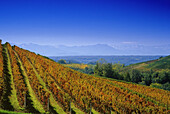 Blick über Weinberge zu den Alpen unter blauem Himmel, Piemont, Italien, Europa