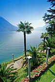 Palmen am Ufer des Lago di Lugano unter blauem Himmel, Tessin, Schweiz, Europa