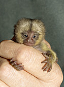 Baby Marmoset on a womans hand