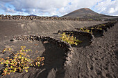 Spain, Canary Islands, Lanzarote, La Geria, vineyards growing on volcanic soil