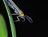 Arctiid moth, Michigan, USA