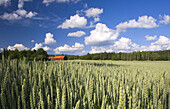 Wheat, Näslandet, Södermanland, Sweden