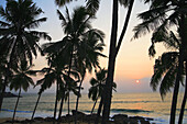 Sunset and palms at Kovalam beach, India