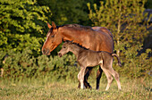 Horse mare with foal. Skane, Sweden