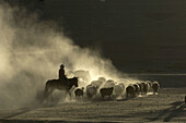 Lonely cowboy driving his flock to a winter pasture in Xinjiang, China