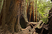 America, Beautiful, California, Classic, Color, Colour, Giant, Muir, Old, Redwood, San francisco, Sequoia, Sequoia sempervirens, Texture, Tree, Usa, Woods, V01-709389, agefotostock