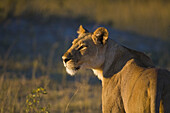 Lioness (Panthera leo) enjoying the morning sun
