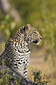 Leopard (Panthera pardus) watching