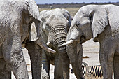 Three african elephants gather at a waterhole for a bit of gossip