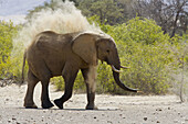 African elephant taking a dustbath
