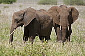 Two elephants feeding