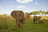 Elephants watching