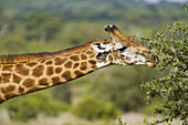 Giraffe feeding