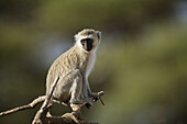 A vervet monkey sitting on a branch