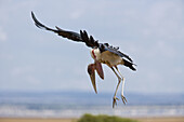 Marabou stork taking off