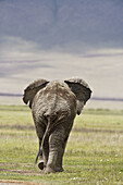 An african elephant walking away from the camera